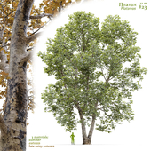 Платан / Sycamore / Platanus #23