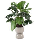 Indoor Plant in Handmade Stone Pot 2603