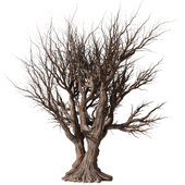 Dry Tree Set26