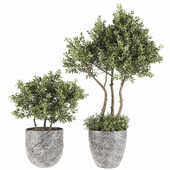 Plant Set 08