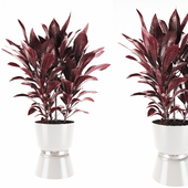 Plant 09