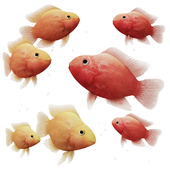Blood Parrot Cichlid Fish for Aquarium