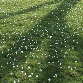 dandelion field 2