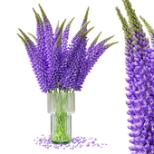 Люпин Lupinus