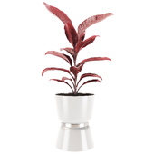 Plant 011