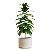 Ficus elastica plants TA 3