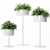 Plant Set 010