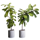 Plants ficus lyre-shaped  TA 10