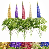Люпин куст Lupinus