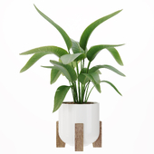 Plant 014