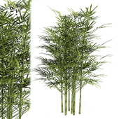 bamboo bambuk