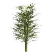 bamboo bambuk 2