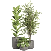 indoor plant set113