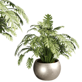 In door plants