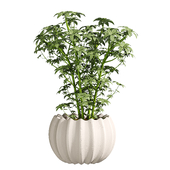 indoor plants 2