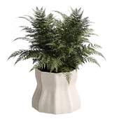 indoor plants 3