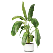 Plant Dwarf Banana