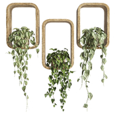 hanging plants on box 02
