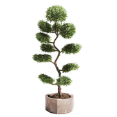 Large Bonsai Tree