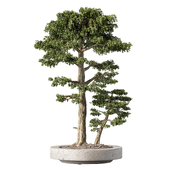 Bonsai Tree Indoor Plant Set.229