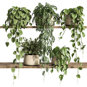 plants on shelf 26