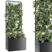 Plant 015