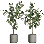 indoor plant 05