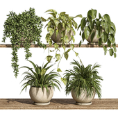 plants on shelf 27