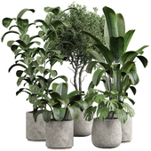 indoor plant 07