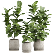 indoor plant 06