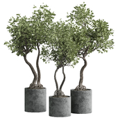 indoor plant 03