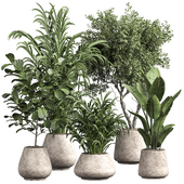indoor plant 08