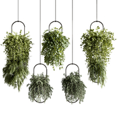 Indoor plants-Ivy plants set 171