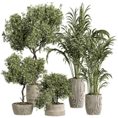 indoor plant 09