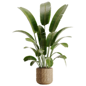 indoor plant 04
