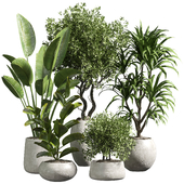 indoor plant 10
