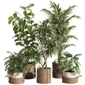 Indoor Plant Set 92 Rattan and Ceramic