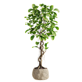 Plants Set 92