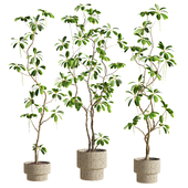 Plants Set 93