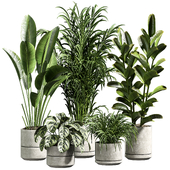 indoor plant 11