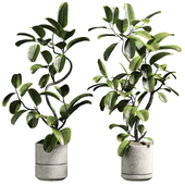 indoor plant 12