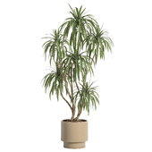 indoor plant 06 stone pot