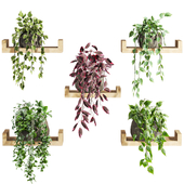 Plants Set 94