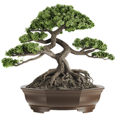 Plant 016