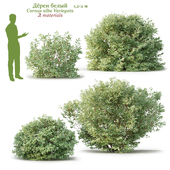 Дёрен белый / Cornus alba Variegata