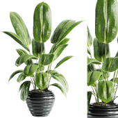 indoor plant 06