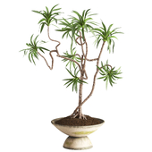 Yucca In Unique wabi Sabi pot