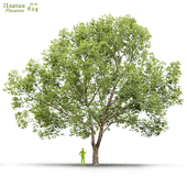 Платан / Sycamore / Platanus #24