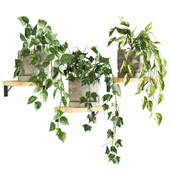 Plants Set 100