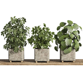 plants on shelf 30